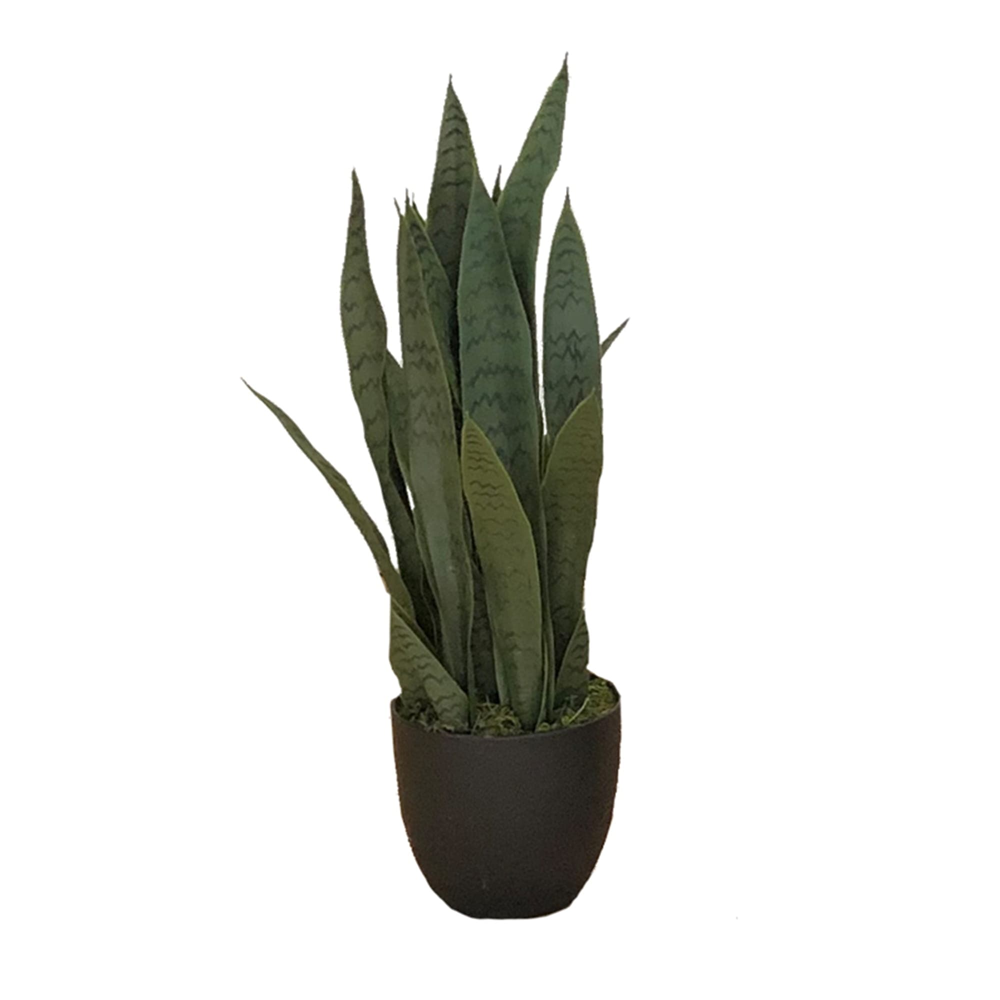 Plante artificielle Sansevieria Zelenica 65cm