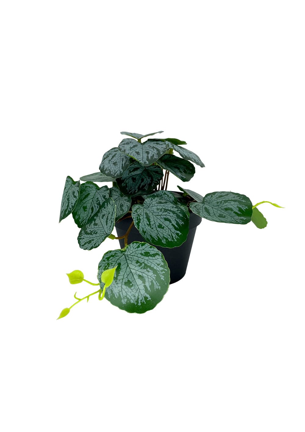 Plante Pilea artificielle 20 cm - Vert foncé
