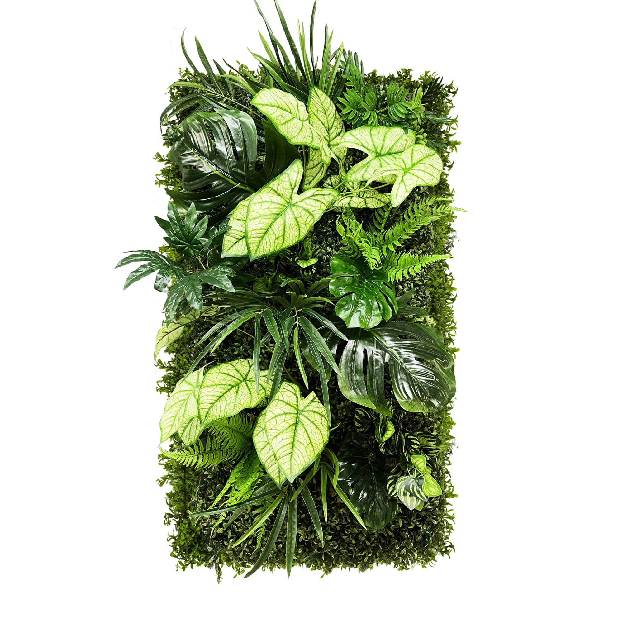 Jardin vertical de la forêt de Caladium