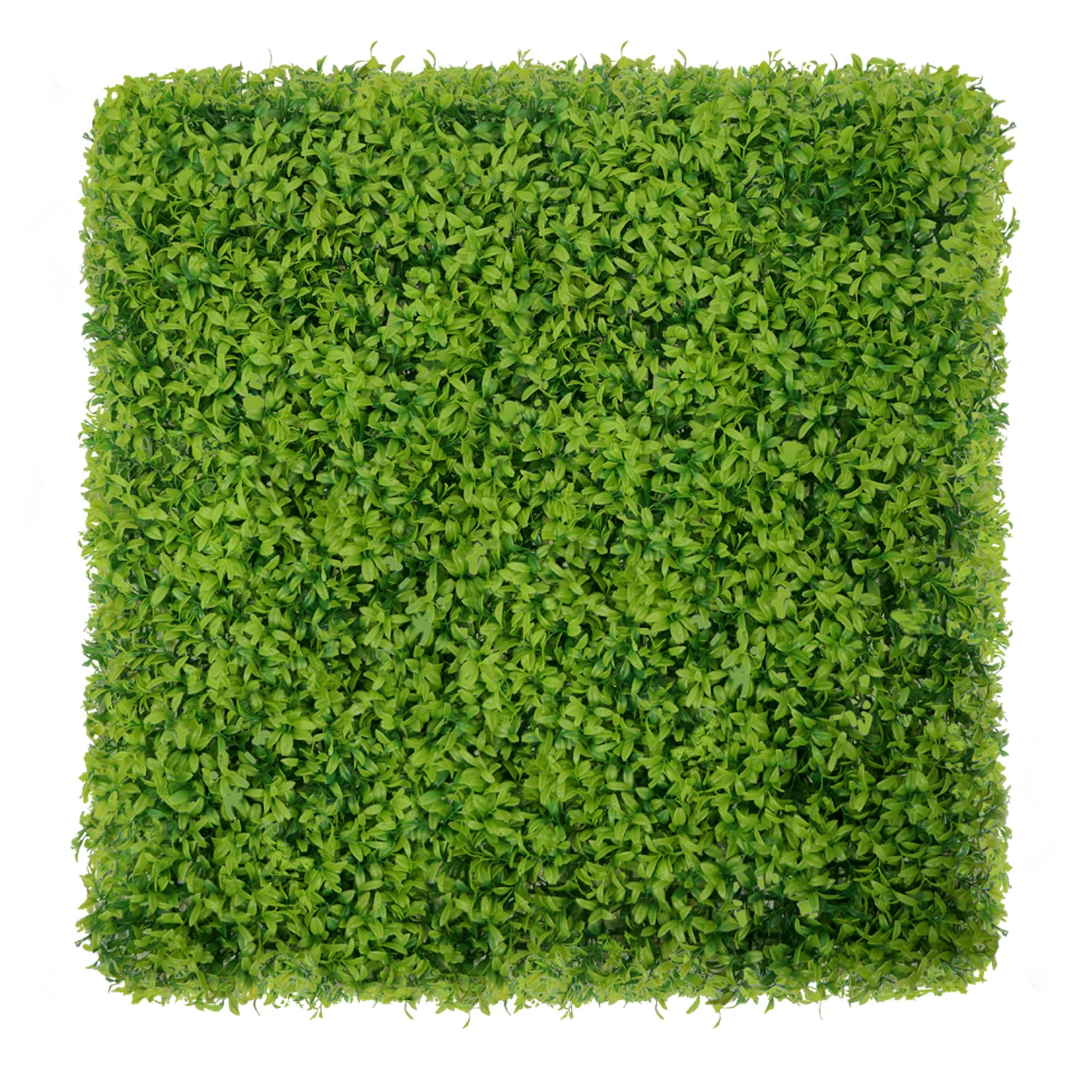 Mur végétal Buis vert 50x50cm